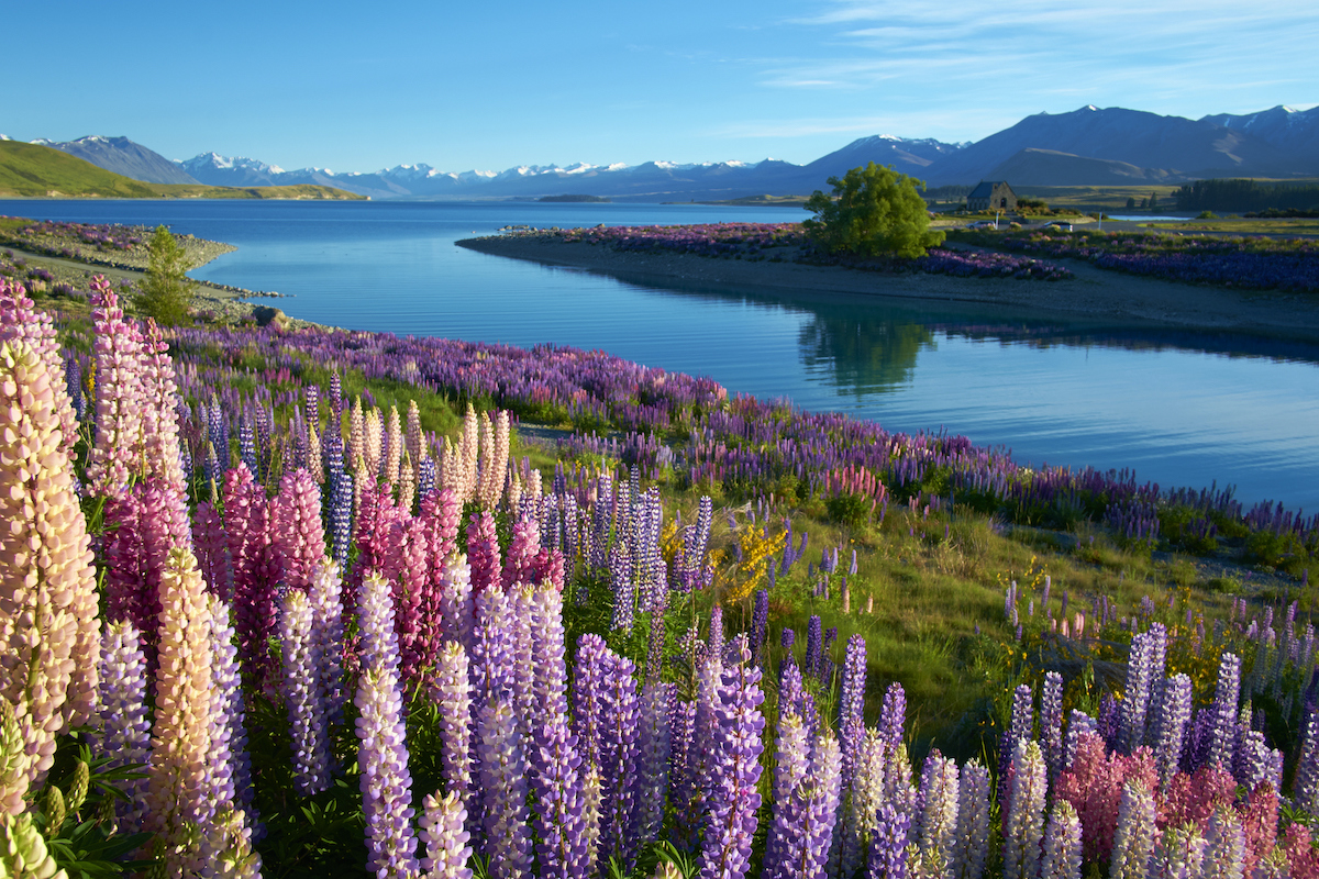 Visit New Zealand's Beautiful Backyard This Summer